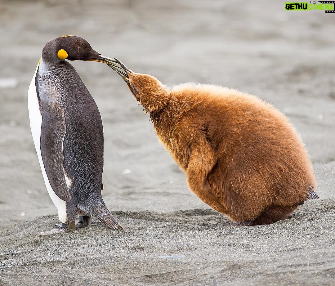Mike Theiss - 7.3K Likes - (On assignment with @LindbladExp) Adult king penguin feeding its baby chick mouth to mouth at Golden Harbor in the South Georgia and South Sandwich Islands aboard the #NationalGeographicExplorer. Photo by Mike Theiss @ExtremeNature