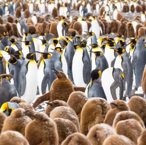 Mike Theiss Instagram - (On assignment with @LindbladExp) Slideshow of thousands of king penguins at one of the largest penguin colonies in the world at Salisbury Plain in the South Georgia Islands. It was a memorizing experience to see the combination of baby “chick” penguins and adult penguins. Photo by Mike Theiss @ExtremeNature