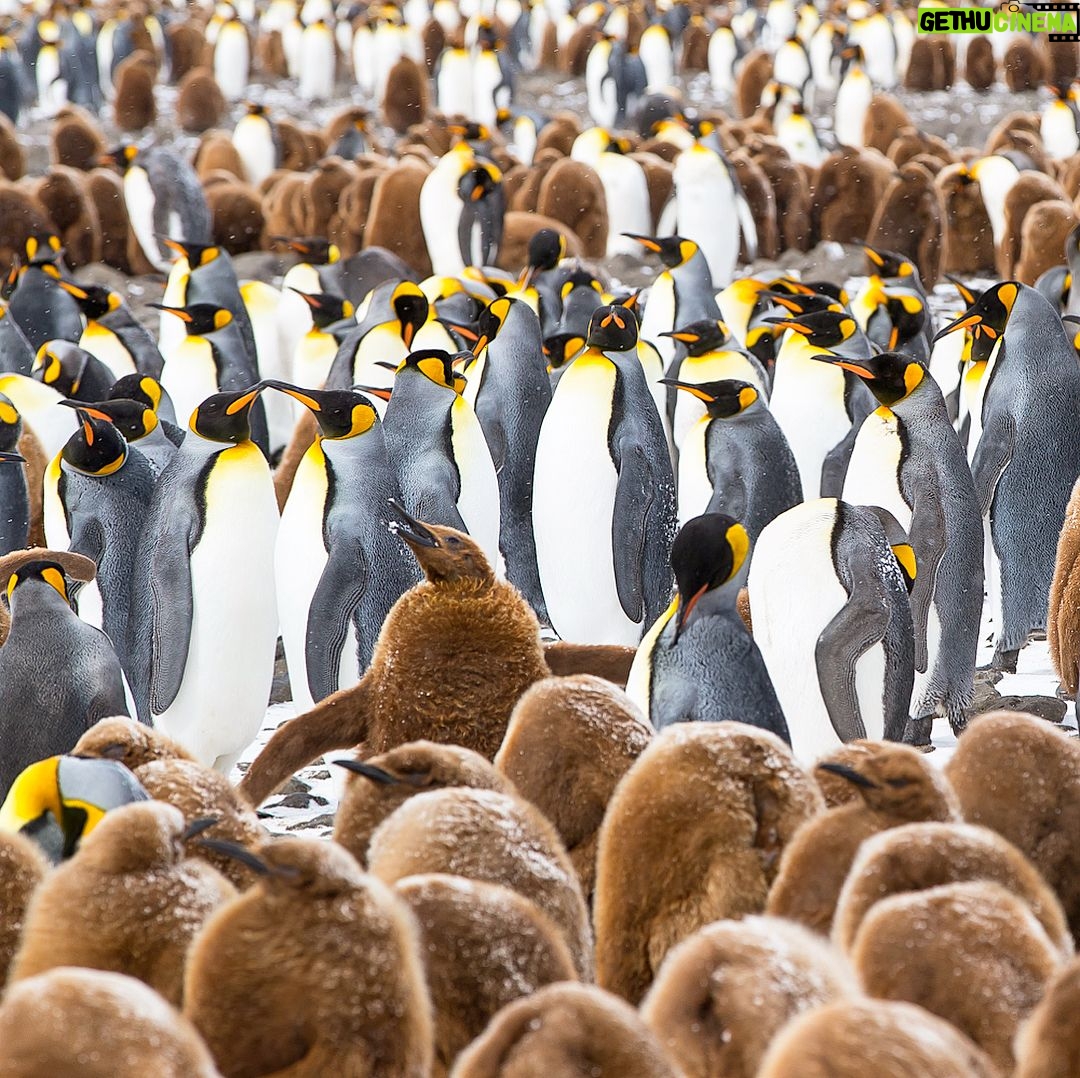 Mike Theiss - 7.6K Likes - (On assignment with @LindbladExp) Slideshow of thousands of king penguins at one of the largest penguin colonies in the world at Salisbury Plain in the South Georgia Islands. It was a memorizing experience to see the combination of baby “chick” penguins and adult penguins. Photo by Mike Theiss @ExtremeNature