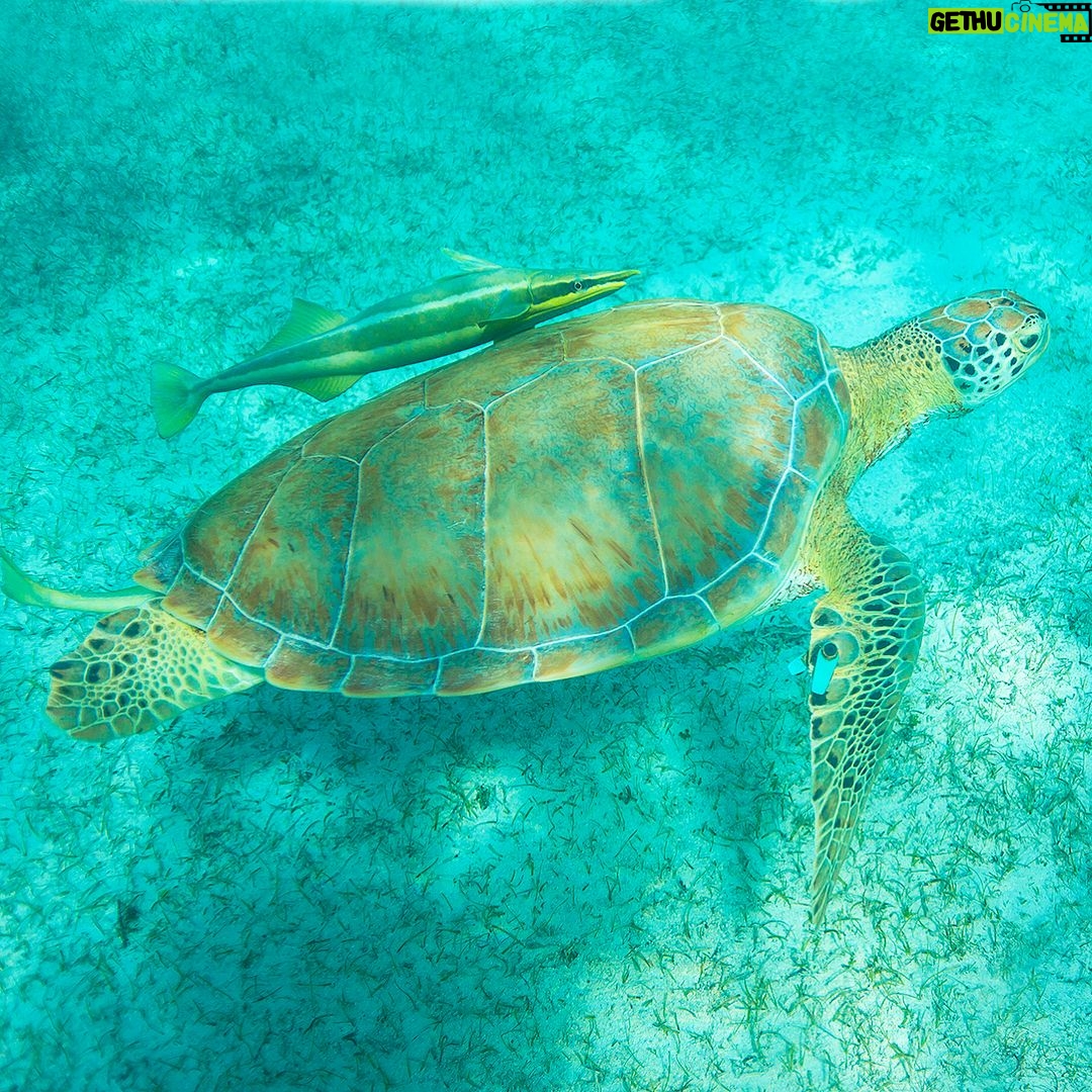 Mike Theiss - 6.2K Likes - (On assignment @SandalsResorts) SLIDESHOW from swimming with sea turtles in Exuma, Bahamas with @IslandRoutes. Everyone and everything is trying to catch a ride out to the reef, even the remoras, sometimes called suckerfish, create suction and take a firm hold against the skin of larger marine animals. Remoras sometimes attach to small boats but most commonly found attached to other organisms like sharks and turtles. Photo by Mike Theiss @ExtremeNature