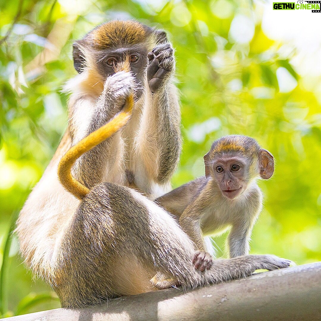 Mike Theiss - 4.5K Likes - (Slideshow) Photos from our expedition with @IslandRoutes to the Barbados Wildlife Reserve where we encountered hundreds of green monkeys including many infant monkeys. Photo by Mike Theiss @SandalsResorts #LiveFunner