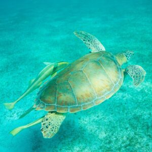 Mike Theiss Instagram - (On assignment @SandalsResorts) SLIDESHOW from swimming with sea turtles in Exuma, Bahamas with @IslandRoutes. Everyone and everything is trying to catch a ride out to the reef, even the remoras, sometimes called suckerfish, create suction and take a firm hold against the skin of larger marine animals. Remoras sometimes attach to small boats but most commonly found attached to other organisms like sharks and turtles. Photo by Mike Theiss @ExtremeNature