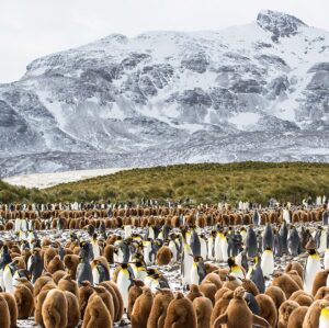 Mike Theiss Instagram - (On assignment with @LindbladExp) Slideshow of thousands of king penguins at one of the largest penguin colonies in the world at Salisbury Plain in the South Georgia Islands. It was a memorizing experience to see the combination of baby “chick” penguins and adult penguins. Photo by Mike Theiss @ExtremeNature