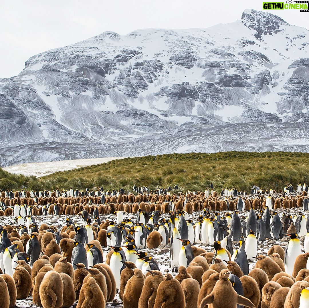 Mike Theiss - 7.6K Likes - (On assignment with @LindbladExp) Slideshow of thousands of king penguins at one of the largest penguin colonies in the world at Salisbury Plain in the South Georgia Islands. It was a memorizing experience to see the combination of baby “chick” penguins and adult penguins. Photo by Mike Theiss @ExtremeNature