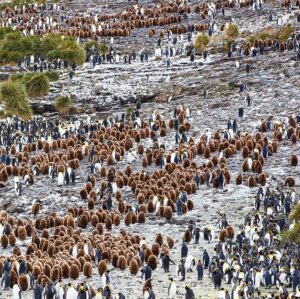 Mike Theiss Instagram - (On assignment with @LindbladExp) Slideshow of thousands of king penguins at one of the largest penguin colonies in the world at Salisbury Plain in the South Georgia Islands. It was a memorizing experience to see the combination of baby “chick” penguins and adult penguins. Photo by Mike Theiss @ExtremeNature