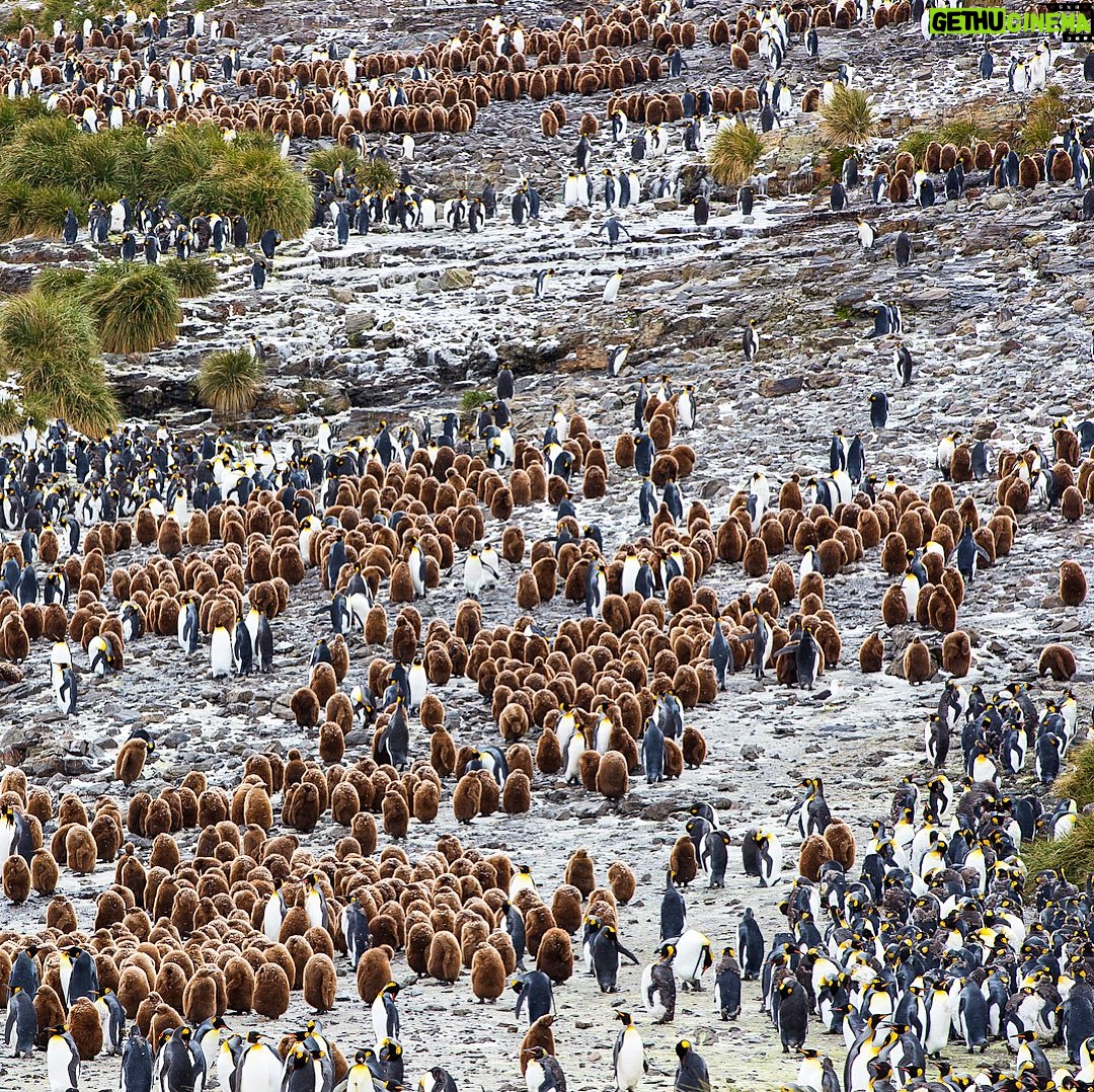 Mike Theiss - 7.6K Likes - (On assignment with @LindbladExp) Slideshow of thousands of king penguins at one of the largest penguin colonies in the world at Salisbury Plain in the South Georgia Islands. It was a memorizing experience to see the combination of baby “chick” penguins and adult penguins. Photo by Mike Theiss @ExtremeNature