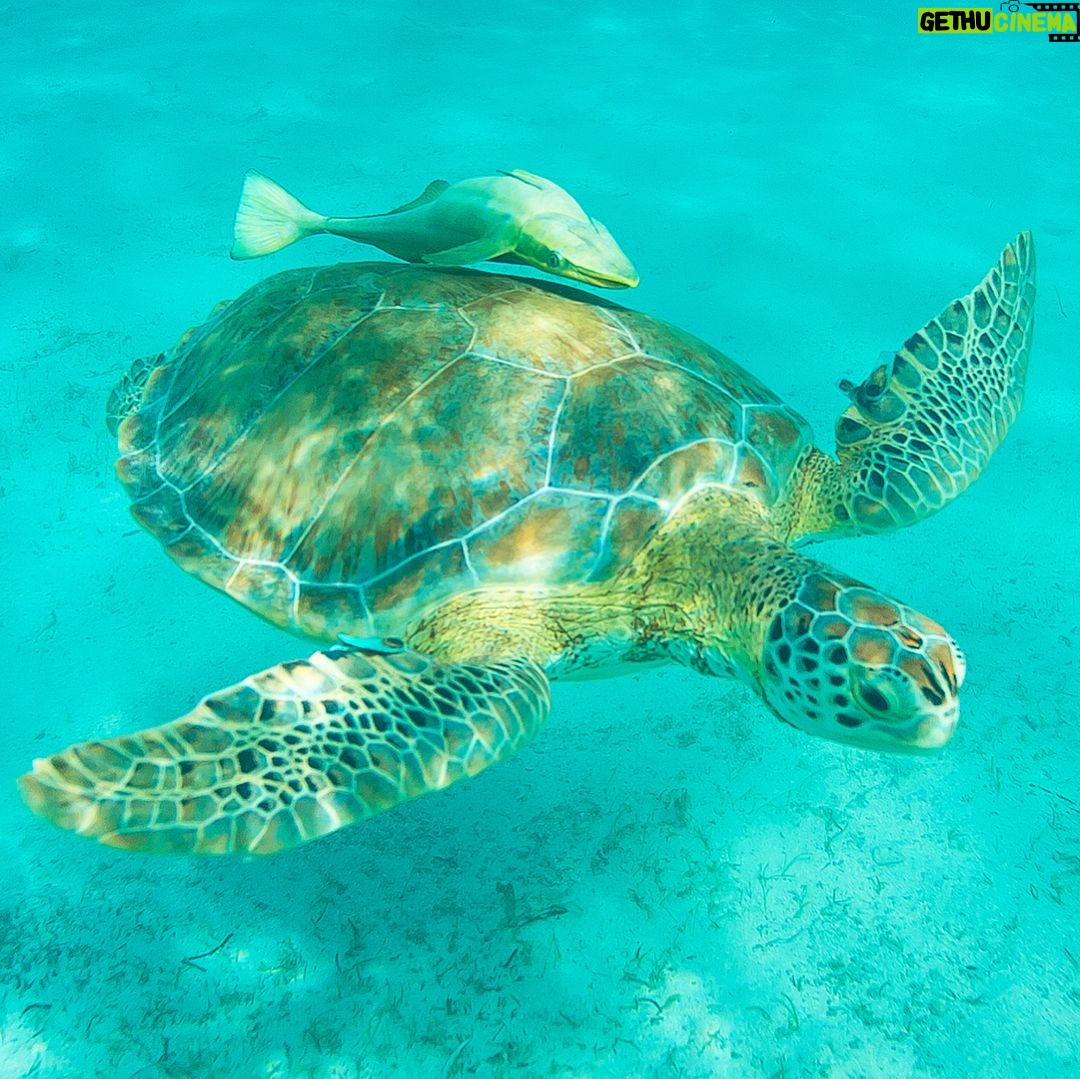 Mike Theiss - 6.2K Likes - (On assignment @SandalsResorts) SLIDESHOW from swimming with sea turtles in Exuma, Bahamas with @IslandRoutes. Everyone and everything is trying to catch a ride out to the reef, even the remoras, sometimes called suckerfish, create suction and take a firm hold against the skin of larger marine animals. Remoras sometimes attach to small boats but most commonly found attached to other organisms like sharks and turtles. Photo by Mike Theiss @ExtremeNature