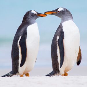 Mike Theiss Instagram - Love is in the air !! We have arrived to Carcass island in the Falklands with @LindbladExp and discovered a colony of gentoo penguins on the beach. The long-tailed gentoo penguin is a species in the genus Pygoscelis, most closely related to the Adélie penguin and the chinstrap penguin. The first scientific description was made in 1781 by Johann Reinhold Forster in the Falkland islands. Photo by Mike Theiss @ExtremeNature