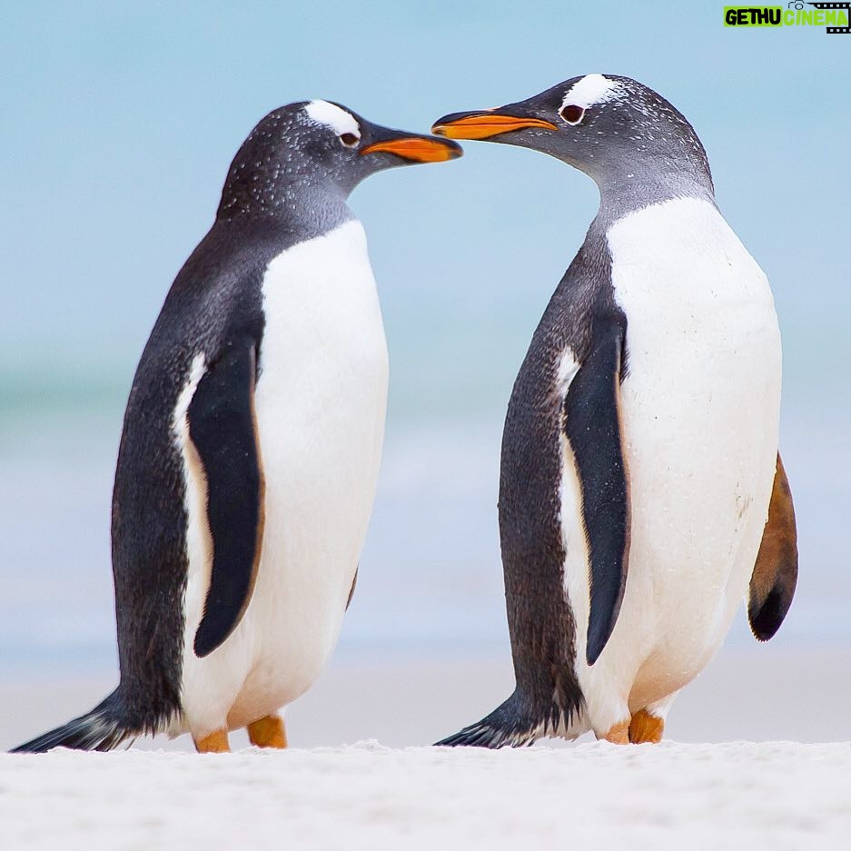 Mike Theiss - 5.1K Likes - Love is in the air !! We have arrived to Carcass island in the Falklands with @LindbladExp and discovered a colony of gentoo penguins on the beach. The long-tailed gentoo penguin is a species in the genus Pygoscelis, most closely related to the Adélie penguin and the chinstrap penguin. The first scientific description was made in 1781 by Johann Reinhold Forster in the Falkland islands. Photo by Mike Theiss @ExtremeNature