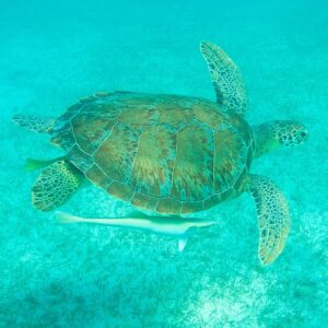 Mike Theiss Instagram - (On assignment @SandalsResorts) SLIDESHOW from swimming with sea turtles in Exuma, Bahamas with @IslandRoutes. Everyone and everything is trying to catch a ride out to the reef, even the remoras, sometimes called suckerfish, create suction and take a firm hold against the skin of larger marine animals. Remoras sometimes attach to small boats but most commonly found attached to other organisms like sharks and turtles. Photo by Mike Theiss @ExtremeNature