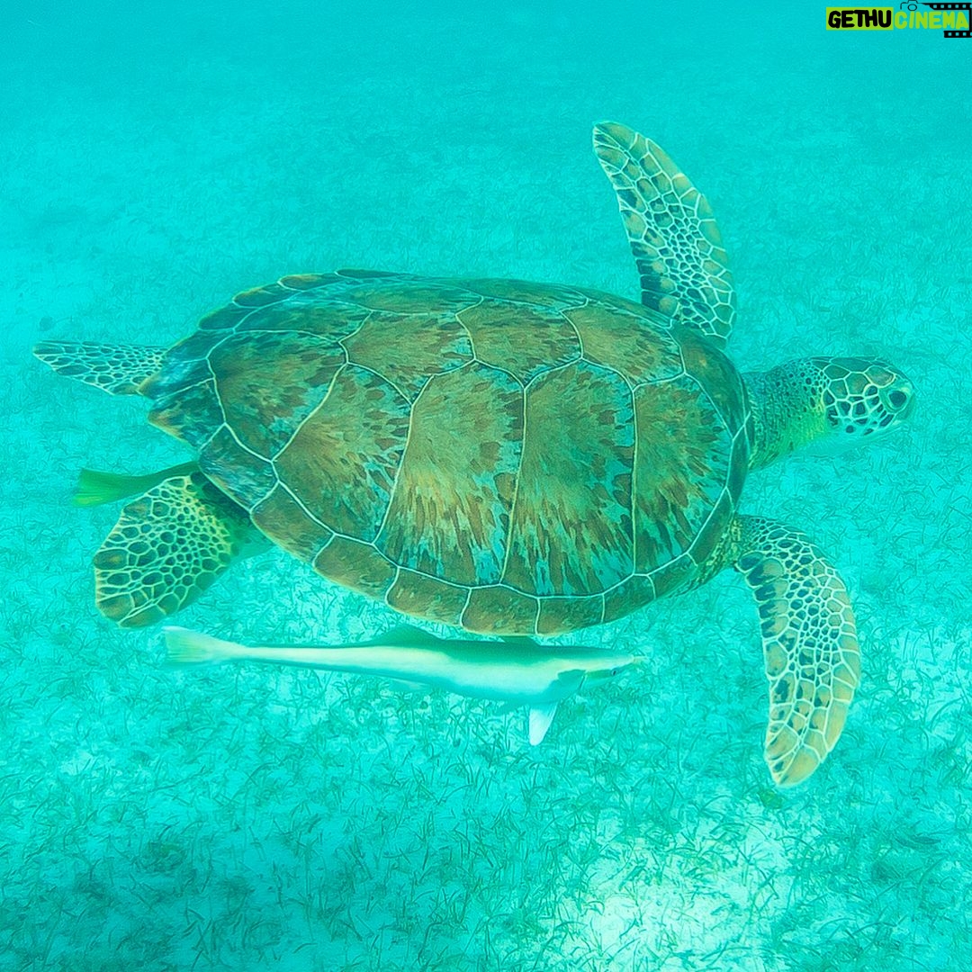 Mike Theiss - 6.2K Likes - (On assignment @SandalsResorts) SLIDESHOW from swimming with sea turtles in Exuma, Bahamas with @IslandRoutes. Everyone and everything is trying to catch a ride out to the reef, even the remoras, sometimes called suckerfish, create suction and take a firm hold against the skin of larger marine animals. Remoras sometimes attach to small boats but most commonly found attached to other organisms like sharks and turtles. Photo by Mike Theiss @ExtremeNature