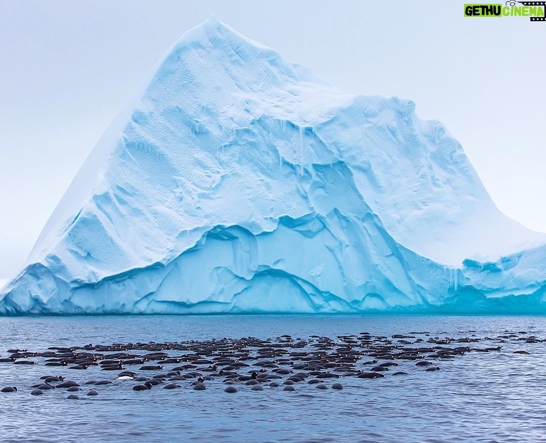 Mike Theiss - 8.4K Likes - 🐧 There are only 8 days remaining to enter your best photos for a chance to WIN an adventure of a lifetime !! Lindblad Expeditions is looking for an Instagrammer to shoot South Georgia & the Falkland Islands with Extreme Nature Photography on an epic expedition in October. Please read the rules below for a chance to win this photo commission aboard National Geographic Explorer.
-
Step 1: Follow @extremenature and @lindbladexp
-
Step 2: Tag the actual photo to both accounts @extremenature and @lindbladexp
-
Step 3: Hashtag #naturecontest to the photo you want to enter that best shows a connection between humans and nature. (5 photo entires maximum allowed).
-
Details at www.expeditions.com/extremenature
NO PURCH NEC. Contest ends 6/19/17. 50 US, DC, or Canada (excluding Quebec), 18 . Official Rules: https://www.expeditions.com/extremenature. Void Where Prohibited.