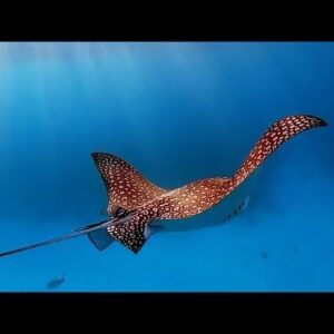 Mike Theiss Instagram - Exclusive #EarthDay video: Photographers David Wilson and Mike Theiss from Sundiver Snorkel Tours went on a mission to document marine life at the reefs after weeks of quarantined conditions due to the Covid-19 virus. Some of the coral reefs offshore of #KeyLargo haven’t experienced boat traffic nor human visitors for many weeks. Will this help our chances of documenting the elusive spotted eagle ray ? We used drones to monitor the area and within minutes discovered a large group of several dozen spotted eagle rays, also known as a “fever”. We were able to track the eagle rays with drones and quickly deployed into the water and snorkeled right up next to the them. They were beautiful and looked like birds flying under the water. Mission accomplished!

Video by: @ExtremeNature and @DavidHasTattoos

Special Thanks to @Sundiver for making all this possible. When the quarantine conditions are lifted and it’s safe to travel again, head down to Key Largo, Florida to see this amazing marine life in person while snorkeling with Sundiver Snorkel Tours www.SnorkelTickets.com