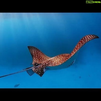 Mike Theiss - 17.7K Likes - Exclusive #EarthDay video: Photographers David Wilson and Mike Theiss from Sundiver Snorkel Tours went on a mission to document marine life at the reefs after weeks of quarantined conditions due to the Covid-19 virus. Some of the coral reefs offshore of #KeyLargo haven’t experienced boat traffic nor human visitors for many weeks. Will this help our chances of documenting the elusive spotted eagle ray ? We used drones to monitor the area and within minutes discovered a large group of several dozen spotted eagle rays, also known as a “fever”. We were able to track the eagle rays with drones and quickly deployed into the water and snorkeled right up next to the them. They were beautiful and looked like birds flying under the water. Mission accomplished!
Video by: @ExtremeNature and @DavidHasTattoos
Special Thanks to @Sundiver for making all this possible. When the quarantine conditions are lifted and it’s safe to travel again, head down to Key Largo, Florida to see this amazing marine life in person while snorkeling with Sundiver Snorkel Tours www.SnorkelTickets.com