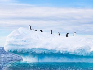 Mike Theiss Instagram - 🐧 There is less than 2 weeks left to enter your photos for a chance to WIN an adventure of a lifetime !! Lindblad Expeditions is looking for an Instagrammer to shoot South Georgia & the Falkland Islands with Extreme Nature Photography on an epic expedition in October. Please read the rules below for a chance to win this photo commission aboard National Geographic Explorer.
-
Step 1: Follow @extremenature and @lindbladexp
-
Step 2: Tag the actual photo to both accounts @extremenature and @lindbladexp
-
Step 3: Hashtag #naturecontest to the photo you want to enter that best shows a connection between humans and nature. (5 photo entires maximum allowed).
-
Details at www.expeditions.com/extremenature
NO PURCH NEC. Contest ends 6/19/17. 50 US, DC, or Canada (excluding Quebec), 18 . Official Rules: https://www.expeditions.com/extremenature​. Void Where Prohibited.