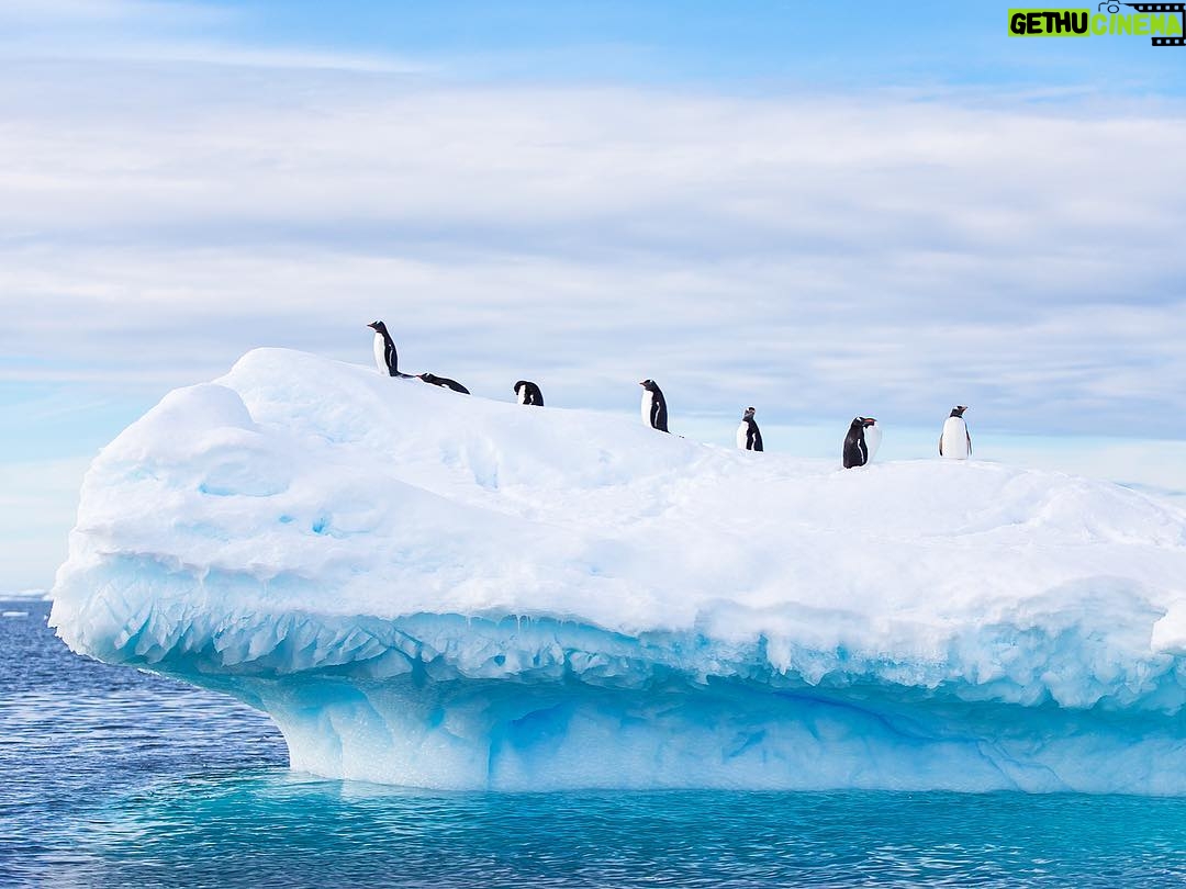 Mike Theiss - 6.3K Likes - 🐧 There is less than 2 weeks left to enter your photos for a chance to WIN an adventure of a lifetime !! Lindblad Expeditions is looking for an Instagrammer to shoot South Georgia & the Falkland Islands with Extreme Nature Photography on an epic expedition in October. Please read the rules below for a chance to win this photo commission aboard National Geographic Explorer.
-
Step 1: Follow @extremenature and @lindbladexp
-
Step 2: Tag the actual photo to both accounts @extremenature and @lindbladexp
-
Step 3: Hashtag #naturecontest to the photo you want to enter that best shows a connection between humans and nature. (5 photo entires maximum allowed).
-
Details at www.expeditions.com/extremenature
NO PURCH NEC. Contest ends 6/19/17. 50 US, DC, or Canada (excluding Quebec), 18 . Official Rules: https://www.expeditions.com/extremenature. Void Where Prohibited.