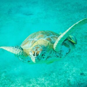 Mike Theiss Instagram - (On assignment @SandalsResorts) SLIDESHOW from swimming with sea turtles in Exuma, Bahamas with @IslandRoutes. Everyone and everything is trying to catch a ride out to the reef, even the remoras, sometimes called suckerfish, create suction and take a firm hold against the skin of larger marine animals. Remoras sometimes attach to small boats but most commonly found attached to other organisms like sharks and turtles. Photo by Mike Theiss @ExtremeNature