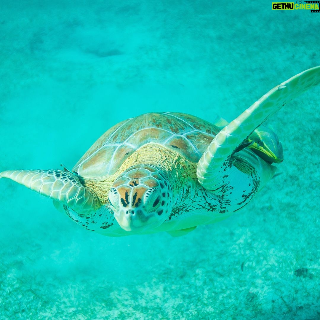 Mike Theiss - 6.2K Likes - (On assignment @SandalsResorts) SLIDESHOW from swimming with sea turtles in Exuma, Bahamas with @IslandRoutes. Everyone and everything is trying to catch a ride out to the reef, even the remoras, sometimes called suckerfish, create suction and take a firm hold against the skin of larger marine animals. Remoras sometimes attach to small boats but most commonly found attached to other organisms like sharks and turtles. Photo by Mike Theiss @ExtremeNature