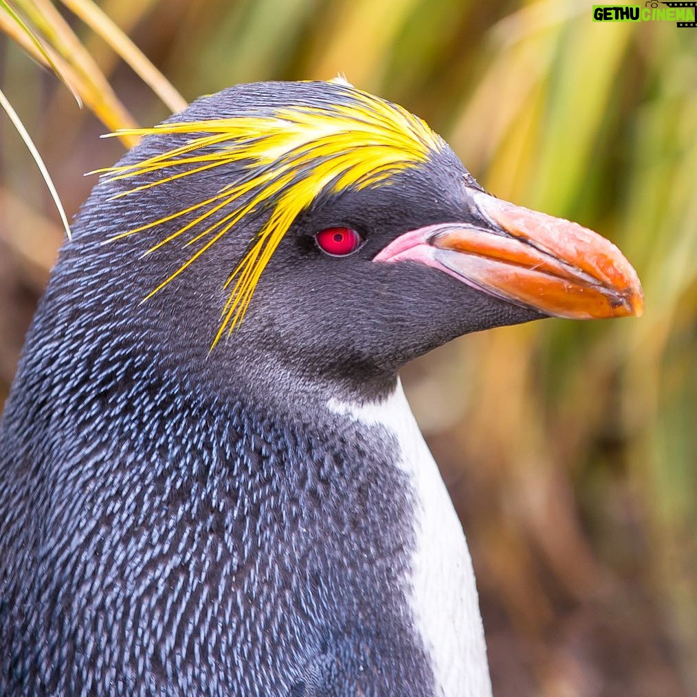 Mike Theiss - 5.9K Likes - (On assignment with @LindbladExp) We encountered many types of penguins on this expedition to the South Georgia islands and one of my favorites and most photogenic is the macaroni penguin. We hiked up a steep hill through thick tussock grass at Cooper Bay to reach a large macaroni penguin colony to capture this shot. Photo by Mike Theiss @ExtremeNature