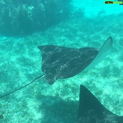 Mike Theiss - 21.5K Likes - (Video) Incredible rare encounter with dozens of spotted eagle rays while snorkeling at white banks coral reef with @Sundiver Snorkel Tours in #KeyLargo, Florida. Typically if you have an encounter with a spotted eagle ray it’s swimming alone but during mating season you could see dozens of them swimming together and chasing each other around the reef and sometimes they even jump out of the water. You never know what you might see while snorkeling. Book your next snorkel adventure today with @Sundiver Snorkel Tours in Key Largo.
Reserve your Snorkel Tickets online at: www.SnorkelTickets.com
Or call 305-451-2220 to make a reservation.
Follow us today on Instagram: @SUNDIVER ————————————————————-
Video by: Mike Theiss @ExtremeNature