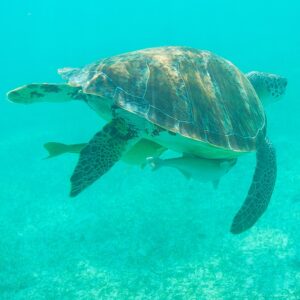 Mike Theiss Instagram - (On assignment @SandalsResorts) SLIDESHOW from swimming with sea turtles in Exuma, Bahamas with @IslandRoutes. Everyone and everything is trying to catch a ride out to the reef, even the remoras, sometimes called suckerfish, create suction and take a firm hold against the skin of larger marine animals. Remoras sometimes attach to small boats but most commonly found attached to other organisms like sharks and turtles. Photo by Mike Theiss @ExtremeNature