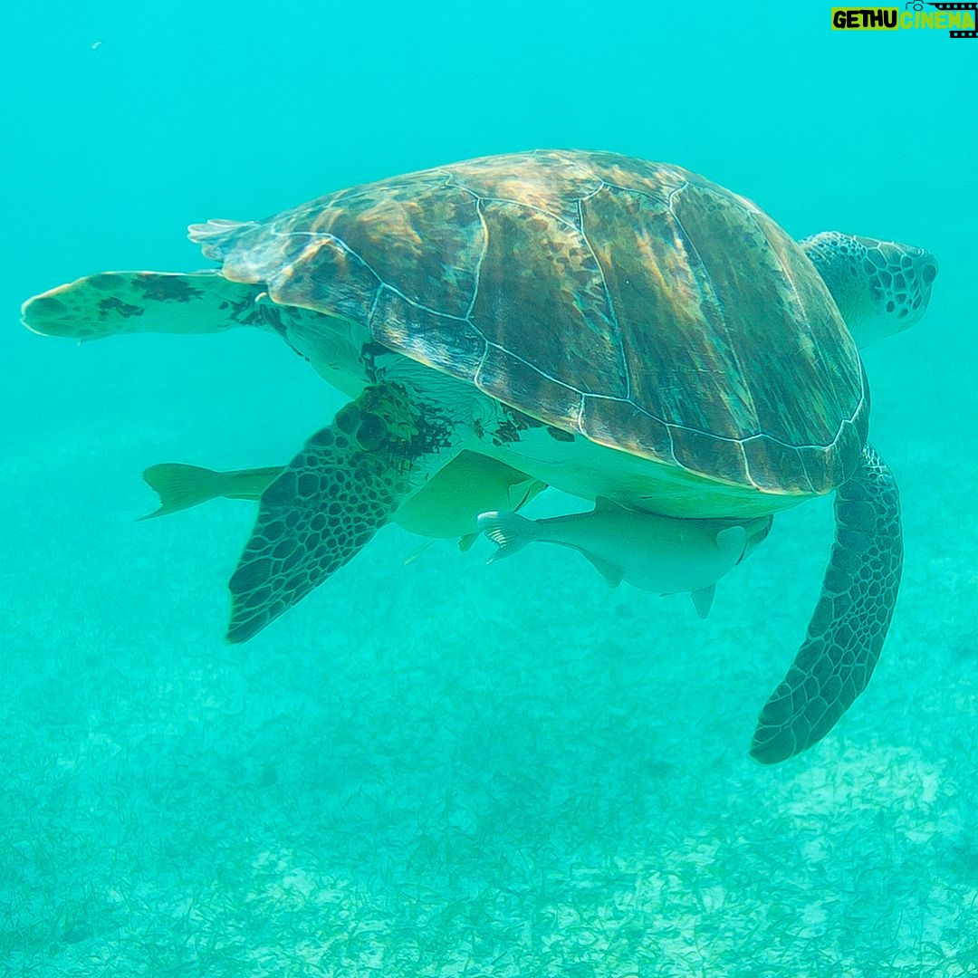 Mike Theiss - 6.2K Likes - (On assignment @SandalsResorts) SLIDESHOW from swimming with sea turtles in Exuma, Bahamas with @IslandRoutes. Everyone and everything is trying to catch a ride out to the reef, even the remoras, sometimes called suckerfish, create suction and take a firm hold against the skin of larger marine animals. Remoras sometimes attach to small boats but most commonly found attached to other organisms like sharks and turtles. Photo by Mike Theiss @ExtremeNature