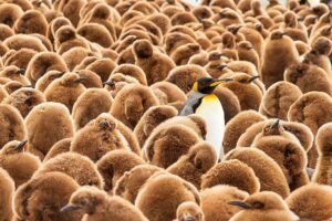 Mike Theiss Instagram - (On assignment with @LindbladExp) One adult king penguin surrounded by hundreds of baby chick penguins aka “oakum boys” at Salisbury Plain on South Georgia island. The chicks of the king penguin are covered in a brown down and sometimes referred to as “oakum boys” because of the resemblance to the youths who packed the seams of wooden boats with oakum, a tarred fibre, to make them watertight, wisps of the oakum stuck to them, so they were brown and fluffy and early seamen thought the king penguin chicks looked the same. TAG a friend. Photo by Mike Theiss @ExtremeNature
