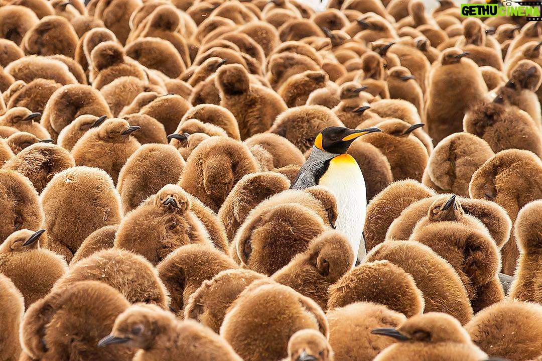 Mike Theiss - 7.5K Likes - (On assignment with @LindbladExp) One adult king penguin surrounded by hundreds of baby chick penguins aka “oakum boys” at Salisbury Plain on South Georgia island. The chicks of the king penguin are covered in a brown down and sometimes referred to as “oakum boys” because of the resemblance to the youths who packed the seams of wooden boats with oakum, a tarred fibre, to make them watertight, wisps of the oakum stuck to them, so they were brown and fluffy and early seamen thought the king penguin chicks looked the same. TAG a friend. Photo by Mike Theiss @ExtremeNature