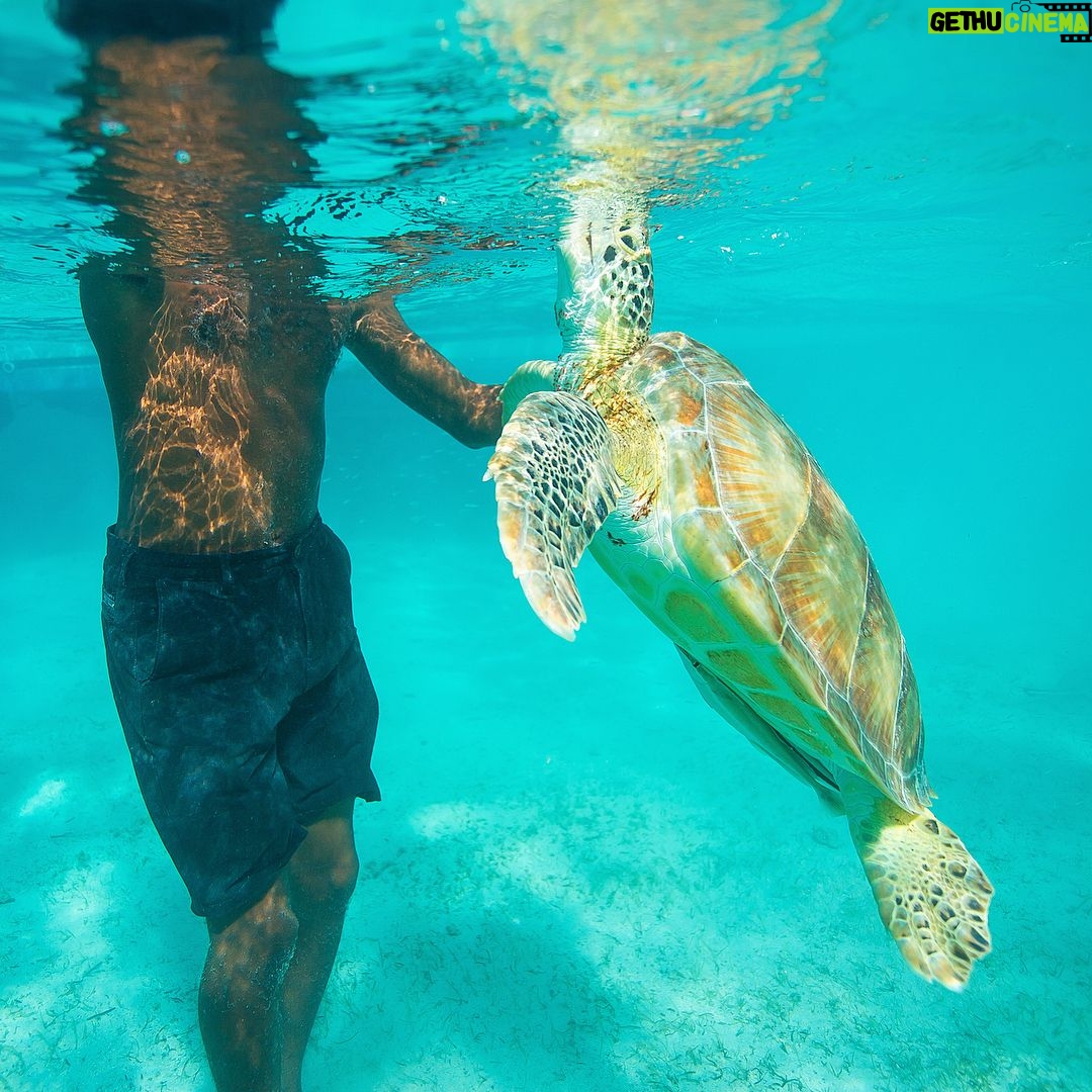 Mike Theiss - 6.2K Likes - (On assignment @SandalsResorts) SLIDESHOW from swimming with sea turtles in Exuma, Bahamas with @IslandRoutes. Everyone and everything is trying to catch a ride out to the reef, even the remoras, sometimes called suckerfish, create suction and take a firm hold against the skin of larger marine animals. Remoras sometimes attach to small boats but most commonly found attached to other organisms like sharks and turtles. Photo by Mike Theiss @ExtremeNature