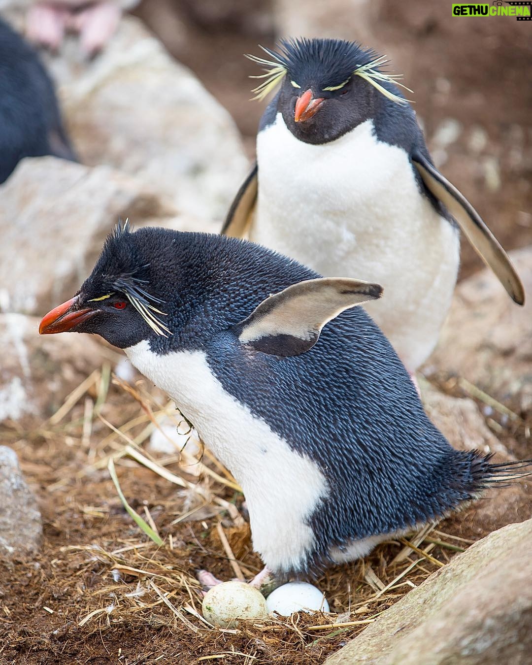 Mike Theiss - 8.5K Likes - (On assignment with @LindbladExp) Nesting season is here !! We discovered a colony of rockhopper penguins nesting their eggs on the western Falkland Islands. Photo by Mike Theiss @ExtremeNature