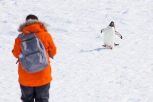 Mike Theiss Instagram - 🐧 WIN an adventure of a lifetime !! Lindblad Expeditions is looking for an Instagrammer to shoot South Georgia & the Falkland Islands with Extreme Nature Photography on an epic expedition in October. Please read the rules below for a chance to win this photo commission aboard National Geographic Explorer.
-
Step 1: Follow @extremenature and @lindbladexp
-
Step 2: Tag the actual photo to both accounts @extremenature and @lindbladexp
-
Step 3: Hashtag #naturecontest to the photo you want to enter that best shows a connection between humans and nature. (5 photo entires maximum allowed).
-
Details at www.expeditions.com/extremenature
NO PURCH NEC. Contest ends 6/19/17. 50 US, DC, or Canada (excluding Quebec), 18 . Official Rules: https://www.expeditions.com/extremenature​. Void Where Prohibited.