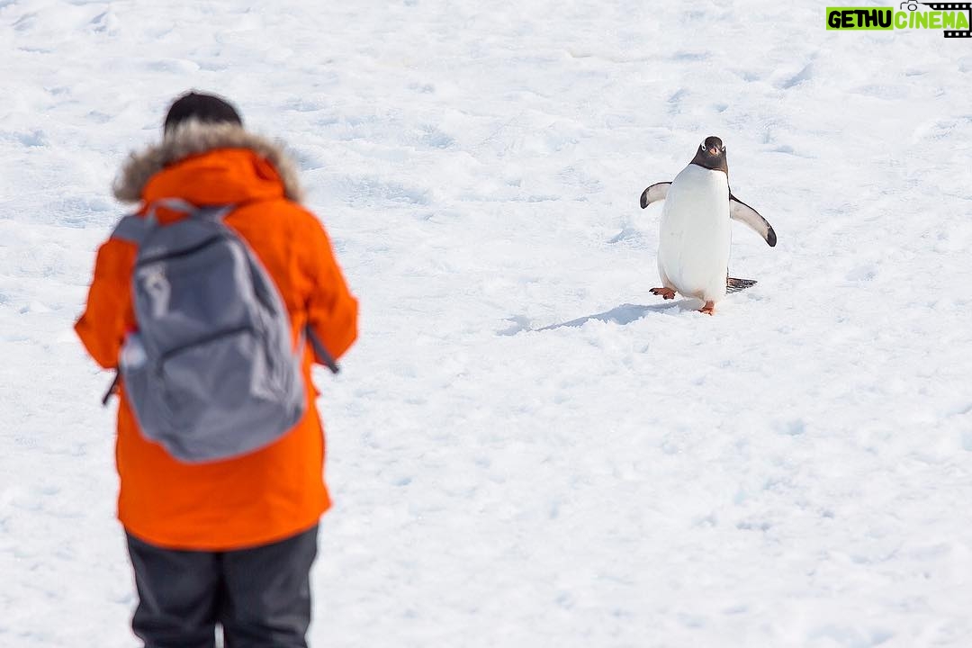 Mike Theiss - 5K Likes - 🐧 WIN an adventure of a lifetime !! Lindblad Expeditions is looking for an Instagrammer to shoot South Georgia & the Falkland Islands with Extreme Nature Photography on an epic expedition in October. Please read the rules below for a chance to win this photo commission aboard National Geographic Explorer.
-
Step 1: Follow @extremenature and @lindbladexp
-
Step 2: Tag the actual photo to both accounts @extremenature and @lindbladexp
-
Step 3: Hashtag #naturecontest to the photo you want to enter that best shows a connection between humans and nature. (5 photo entires maximum allowed).
-
Details at www.expeditions.com/extremenature
NO PURCH NEC. Contest ends 6/19/17. 50 US, DC, or Canada (excluding Quebec), 18 . Official Rules: https://www.expeditions.com/extremenature. Void Where Prohibited.