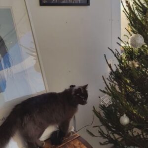 Mimosa Willamo Instagram - Joulutus maximus. Tänne se hittipuuro ja enkelikello ja normaali leposyke.