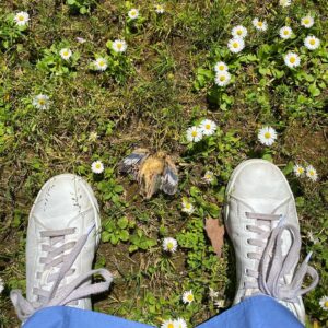 Mirella Granucci Instagram - Un pájaro libre es también un pájaro expuesto al peligro inminente y con una vida más corta. Un pájaro que está en una jaula está también más protegido de su al rededor. Posiblemente tendrá una vida más larga, ¿pero será más feliz? 
Cuando veo pájaros muertos - por un tiempo vi muchos. (Y sacaba muchas fotos y perdía también a muchos seguidores) - pienso sobre el precio de la libertad. No es fácil ser libre. Es, casi siempre, peligroso. ¿Cual es el equilibrio? ¿Cuando ser libre y exponerte al peligro y cuando encerrarte o dejar que te encierren un poco? No tengo respuesta. Hablo de situaciones mucho más abstractas que jaulas reales y peligros reales. Ojo. 
El día de la presentación de mi libro en FAS, encontré a un pájaro muerto, hacia mucho tiempo que no encontraba uno. Me pareció una linda señal. Siempre me duele ver un pájaro muerto, pero honro (con una foto y palabras secretas)  su libertad. #pajaroslibrespajarosmuertos