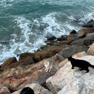 Miriam Martín Instagram - recap de 3 dias muy especiales 🌴🌊🥑💚

1. estuvimos dos horas viendo 🐟
2. lyly sacándome fotitos
3. resulta que vimos muchos gatitos y no sabíamos porque había tantos en esa zona, hasta que…. 
4. 🐈‍⬛ 
5. a las 6:00 am esperando el sol 
6. @lydiafc1 engañando a mia para poder hacerle una foto
7. dando de comer a unos gatitos que nos encontramos de camino al súper 
8. recordando como nos conocimos…
9. no podía faltar el 🌊

te quiero 🫶🏻 @lydiafc1