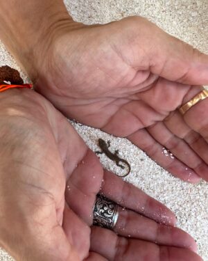 Miriam Martín Instagram - recap maldivas I 🐠🎣💙🦈
1. mis vistas desde la cama 
2. almuerzo 11:30 
3. 🐠🤿 
4. nuestras water villas 🏠
5. aquí hay solo mini 🍌 
6. piquitos ❤️ 
7. cumpliendo uno de mis mayores sueños 
8. 🦎 juancho 
9. pero en mini jijiji 
10. maldivas debajo del agua