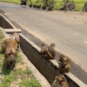 Miriam Martín Instagram - la india I 🇮🇳🐒 🍵 
1. 🐫
2. Estuvimos visitando un pueblo y una familia nos invitó a tomar el té 🫖 
3. solo me gustó a mi :) 
4. tengo mil fotos de peques ya que les encantaba hacerse fotos 🫶🏻 
5. el primer templo que visitamos. Jama Masjid 
6. para entrar nos pusieron una túnica a las chicas 
7. en mitad de la excursión nos encontramos a estos 🐒 y obviamente les tuve que dar 🍌 
8. 🕌
9. así son las calles de la india