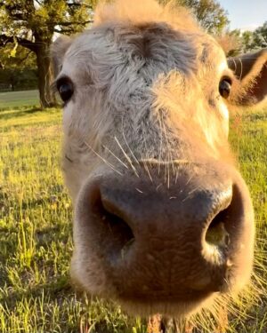 Moby Instagram - The single best thing about social media is seeing rescued animals living safe & happy lives.

@peacefield.farm @iowafarmsanctuary @sisurefuge @sleepypigfarm @edgarsmission @moustache_farmer @crittercreekfarmsanctuary @thegentlebarn @farmsanctuary