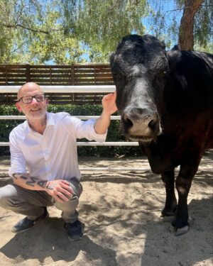 Moby Instagram - Day trip to @thegentlebarn to say hi to my best friends (who are rescued cows). It’s always amazing to visit happy, calm, safe animals to be reminded that every animal is an individual, entitled to live their own life according to their will.