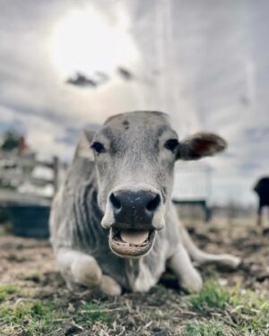 Moby Instagram - The single best thing about social media is seeing rescued animals living safe & happy lives.

@peacefield.farm @iowafarmsanctuary @sisurefuge @sleepypigfarm @edgarsmission @moustache_farmer @crittercreekfarmsanctuary @thegentlebarn @farmsanctuary