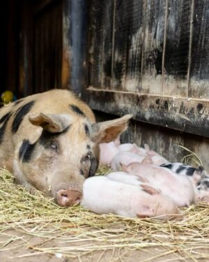 Moby Instagram - The single best thing about social media is seeing rescued animals living safe & happy lives.

@peacefield.farm @iowafarmsanctuary @sisurefuge @sleepypigfarm @edgarsmission @moustache_farmer @crittercreekfarmsanctuary @thegentlebarn @farmsanctuary