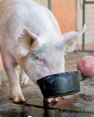 Moby Instagram - The single best thing about social media is seeing rescued animals living safe & happy lives.

@peacefield.farm @iowafarmsanctuary @sisurefuge @sleepypigfarm @edgarsmission @moustache_farmer @crittercreekfarmsanctuary @thegentlebarn @farmsanctuary