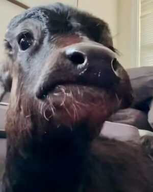 Moby Instagram - The single best thing about social media is seeing rescued animals living safe & happy lives.

@peacefield.farm @iowafarmsanctuary @sisurefuge @sleepypigfarm @edgarsmission @moustache_farmer @crittercreekfarmsanctuary @thegentlebarn @farmsanctuary