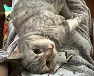 Moeka Hoshi Instagram - When I wake up...
朝起きるともみが激近いときがある(上に乗られてる)

猫の日か！！！

#おもしろキャット