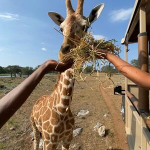 Mohamed Bamba Instagram - Just cause I feel like I haven’t made y’all laugh in a while 😂 @peta no animals were harmed during my lil trip to @ketterman_ranch 🫠🤣