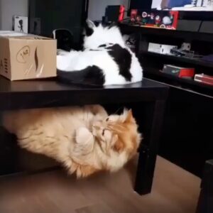 Mohammadreza Sharifinia Instagram - شستن دست ها را جدی بگیریم. !!