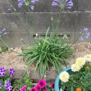 Momo Asakura Instagram - マミーから😃
実家はこんなに綺麗に咲いてるというのに…

#Agapanthus
#もちょ10 #麻倉もも #オンラインもちょ