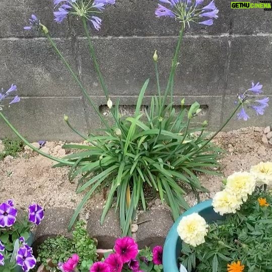 Momo Asakura - 3.7K Likes - マミーから😃
実家はこんなに綺麗に咲いてるというのに…
#Agapanthus
#もちょ10 #麻倉もも #オンラインもちょ