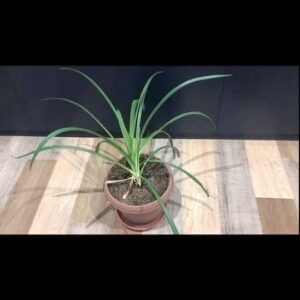 Momo Asakura Instagram - 本当に今年中に咲くのだろうか…🤔 #Agapanthus
#もちょ10 #麻倉もも #オンラインもちょ
