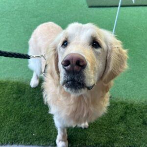Monette Moio Instagram - If you know me, you know how much I love goldens. Being able to rescue one has been a lifelong dream and I’m so over-frickin-joyed to have Miso join our lil family. He’s the goodest boy and Chuck is starting to agree 😉 

Thank you @rukumagai & @danielhenney for making this happen. My heart is so full. Being able to give him a good home means the world to us ♥️

♾️/10